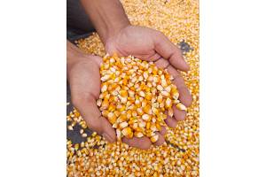 maize corn from Indonesia